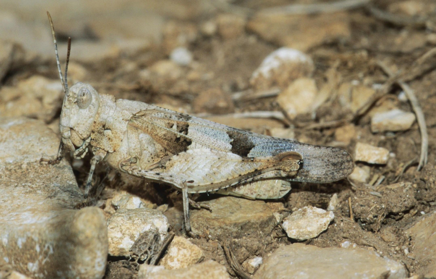 La nuova specie Oedipoda cynthiae