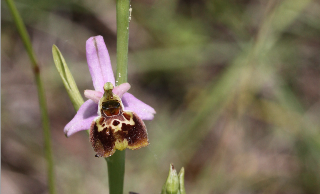 orchidea spontanea