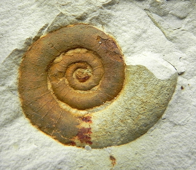 Rid lytoceras subfimbriatum, Val Frenzela, sponda S7