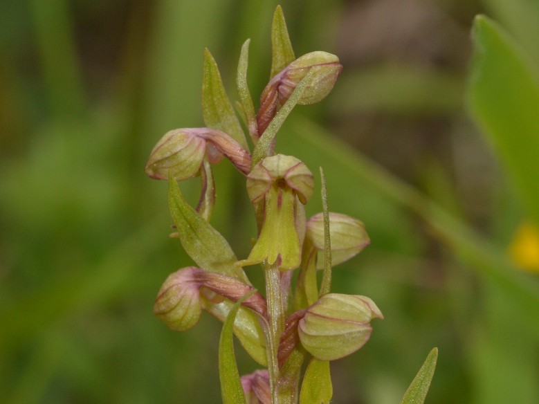 Coeloglossum viride