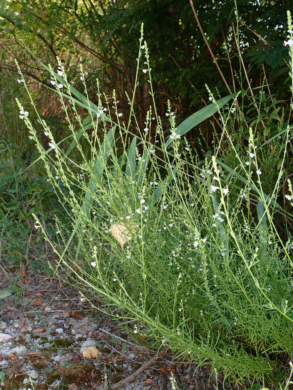 Leptorhabdos parviflora