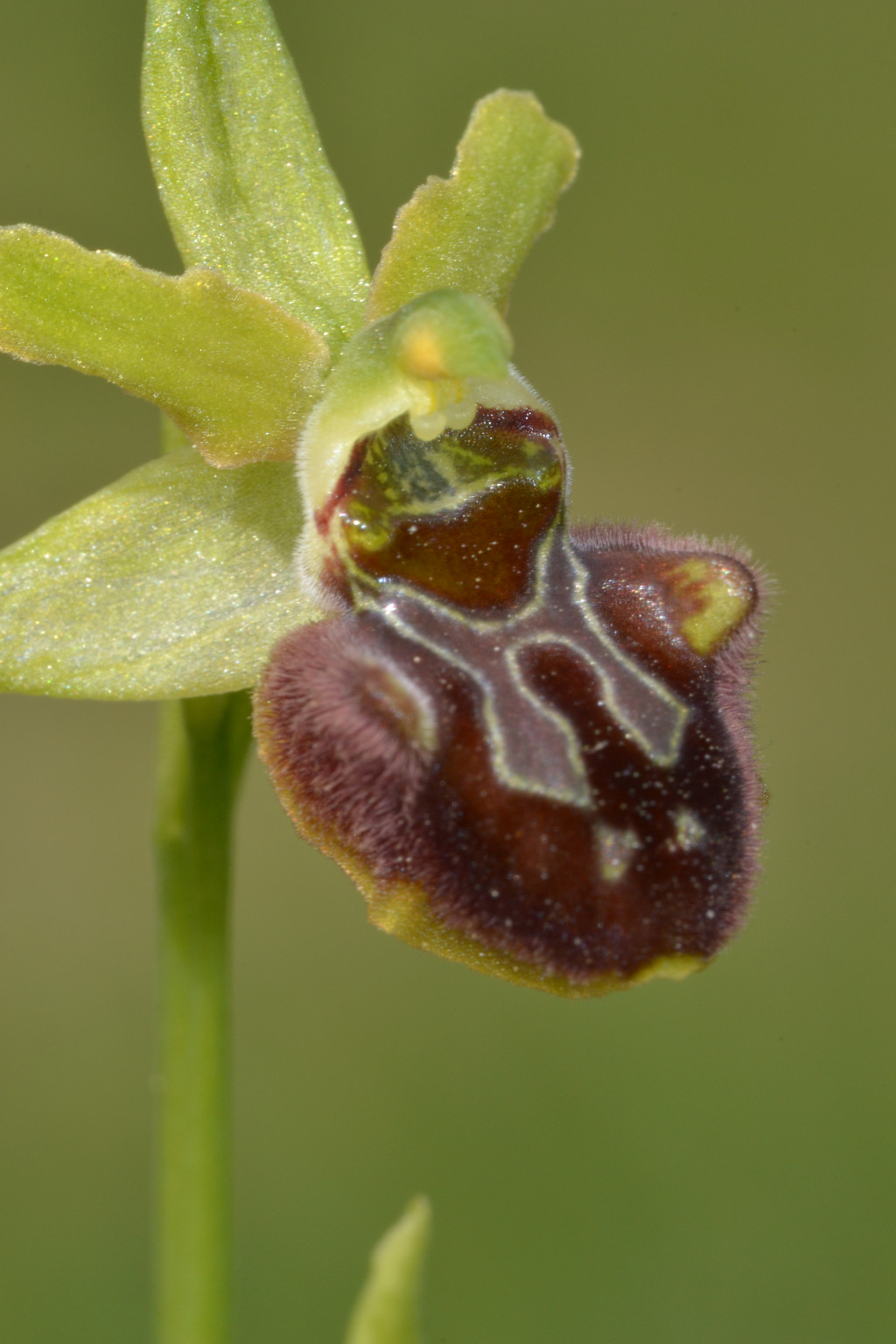 Ophrys sphegodes