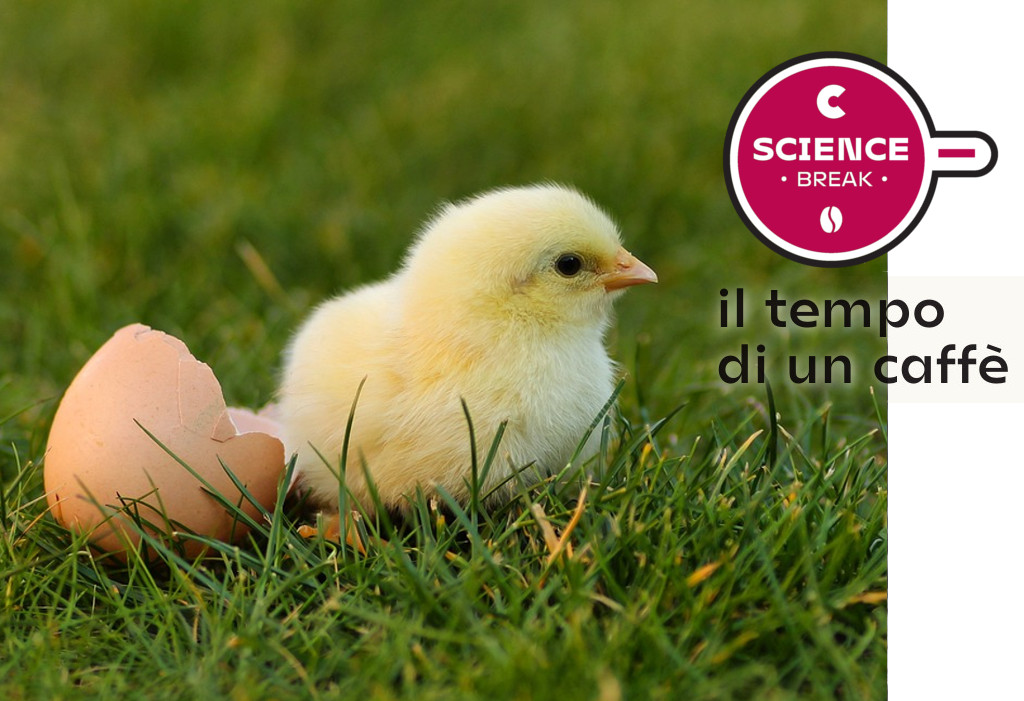 L'uovo, la cellula animale più grande della Terra