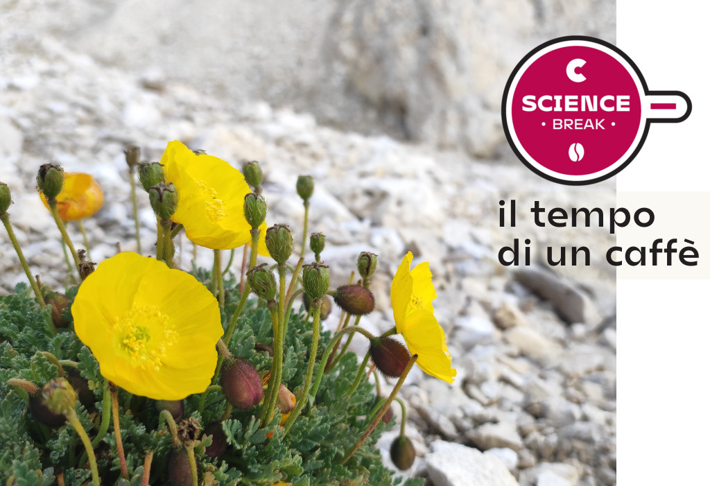 La ricerca floristica del Museo nel Parco Naturale Paneveggio Pale di San Martino