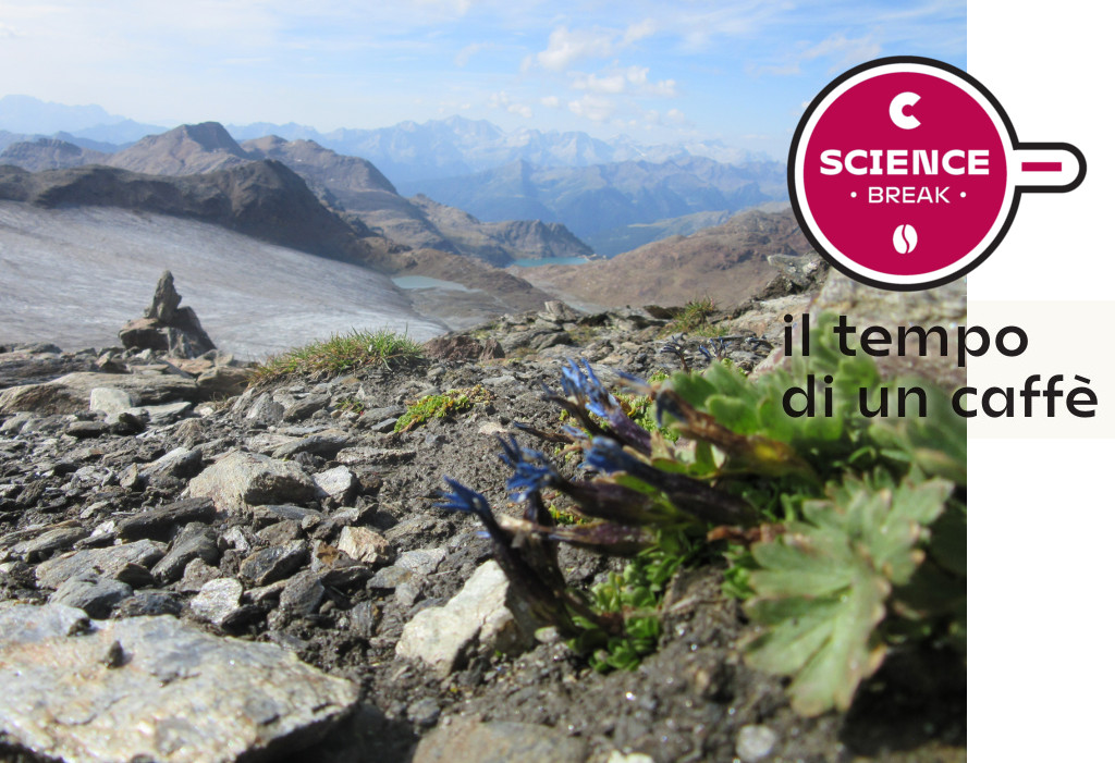 Le piante "scalano" le montagne  in conseguenza al riscaldamento climatico