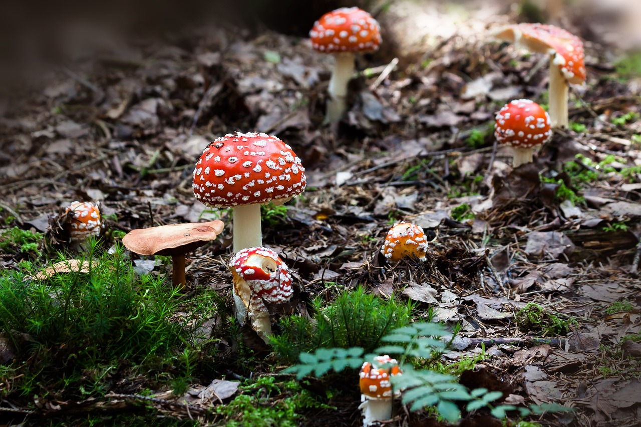 Amanita muscaria