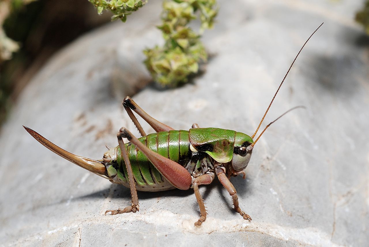 Anonconotus italoaustriacus