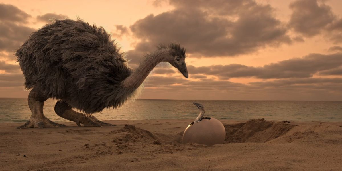 the mistery of the giant birds