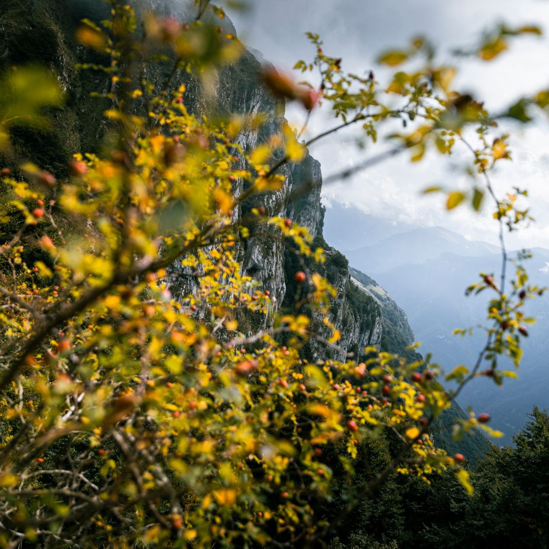 un museo da scoprire piante