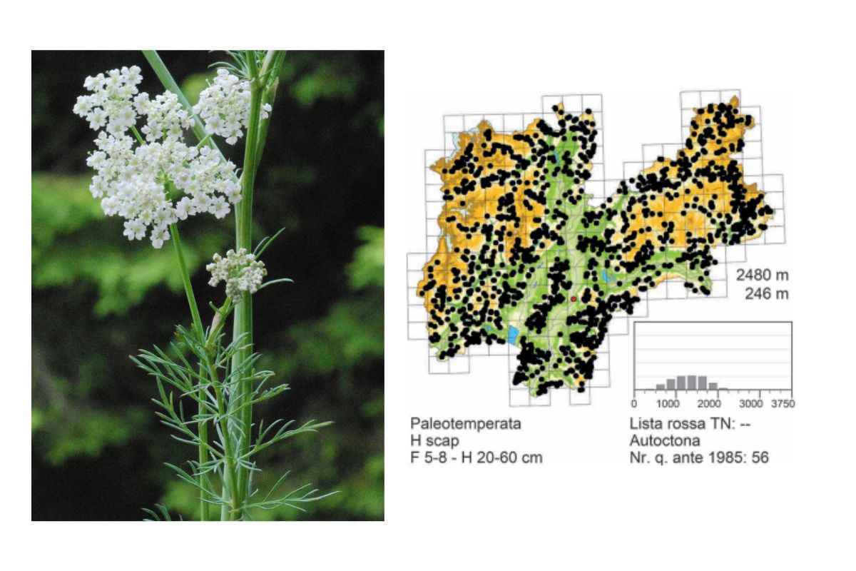 mappa carvi immagine