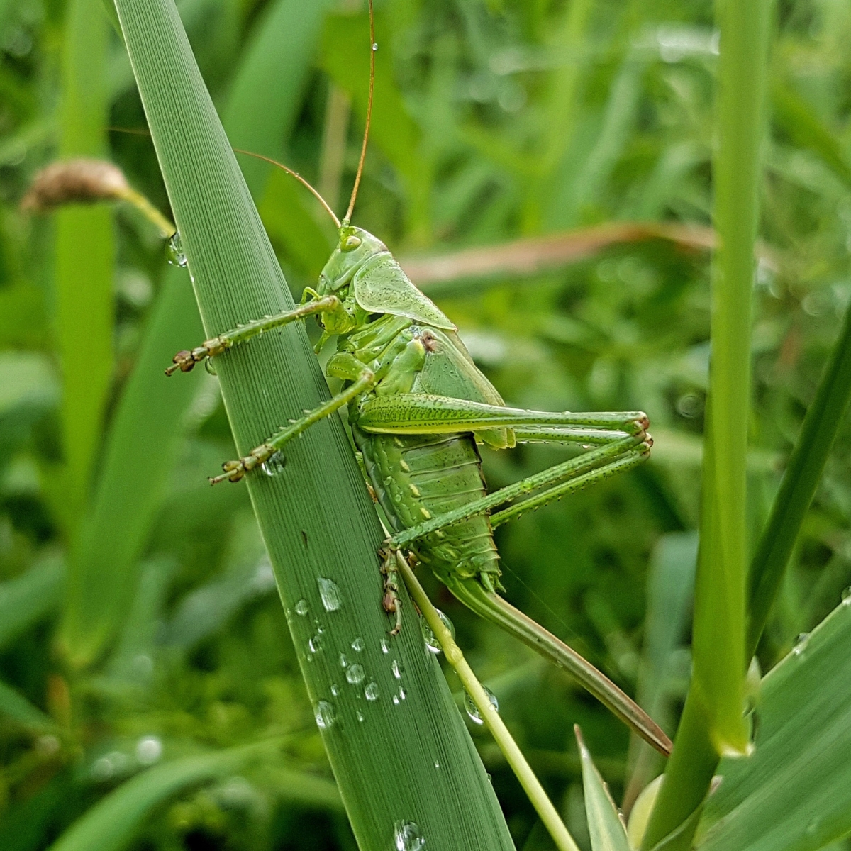 corso biodiversità degli insetti 2026