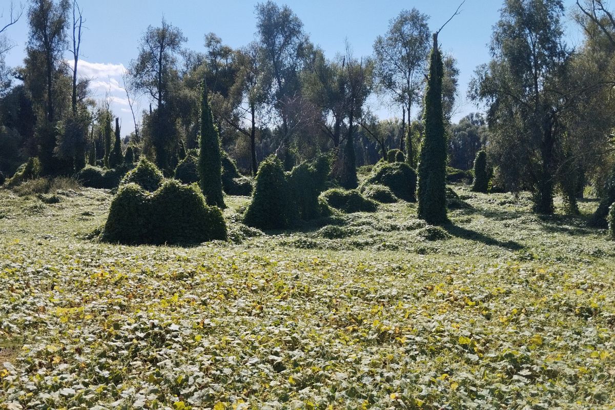 SB_I_boschi_lungo_il_fiume_Adige