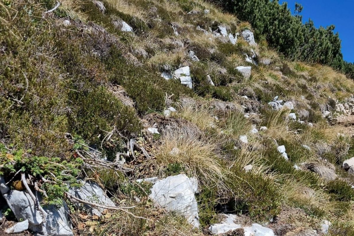 prateria primaria del M. Baldo