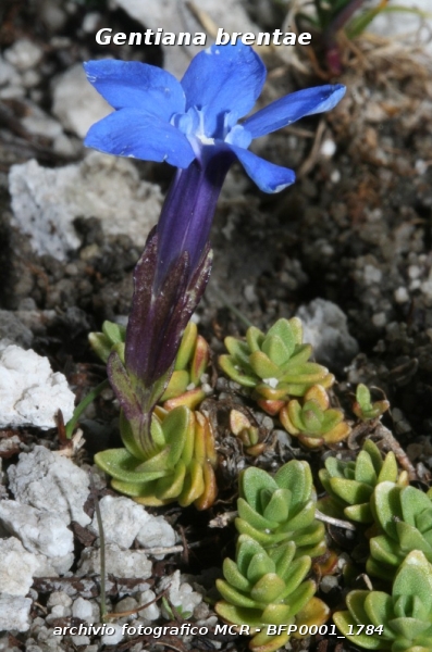 RICERCA - Gentiana brentae